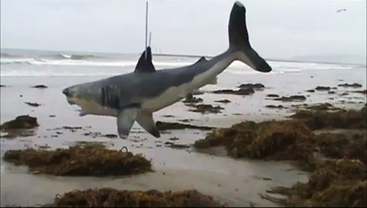SHARK IN OCEAN BEACH 3 SURFERS MISSING