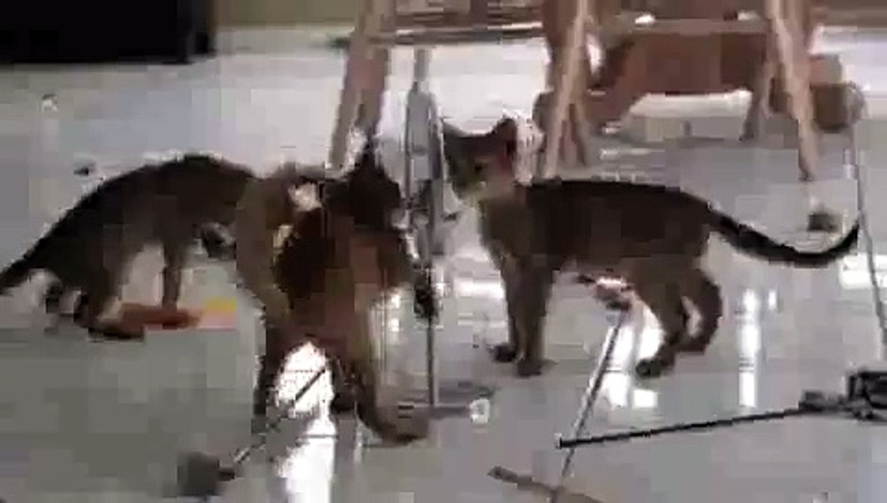 Kitten Mirror Stomp