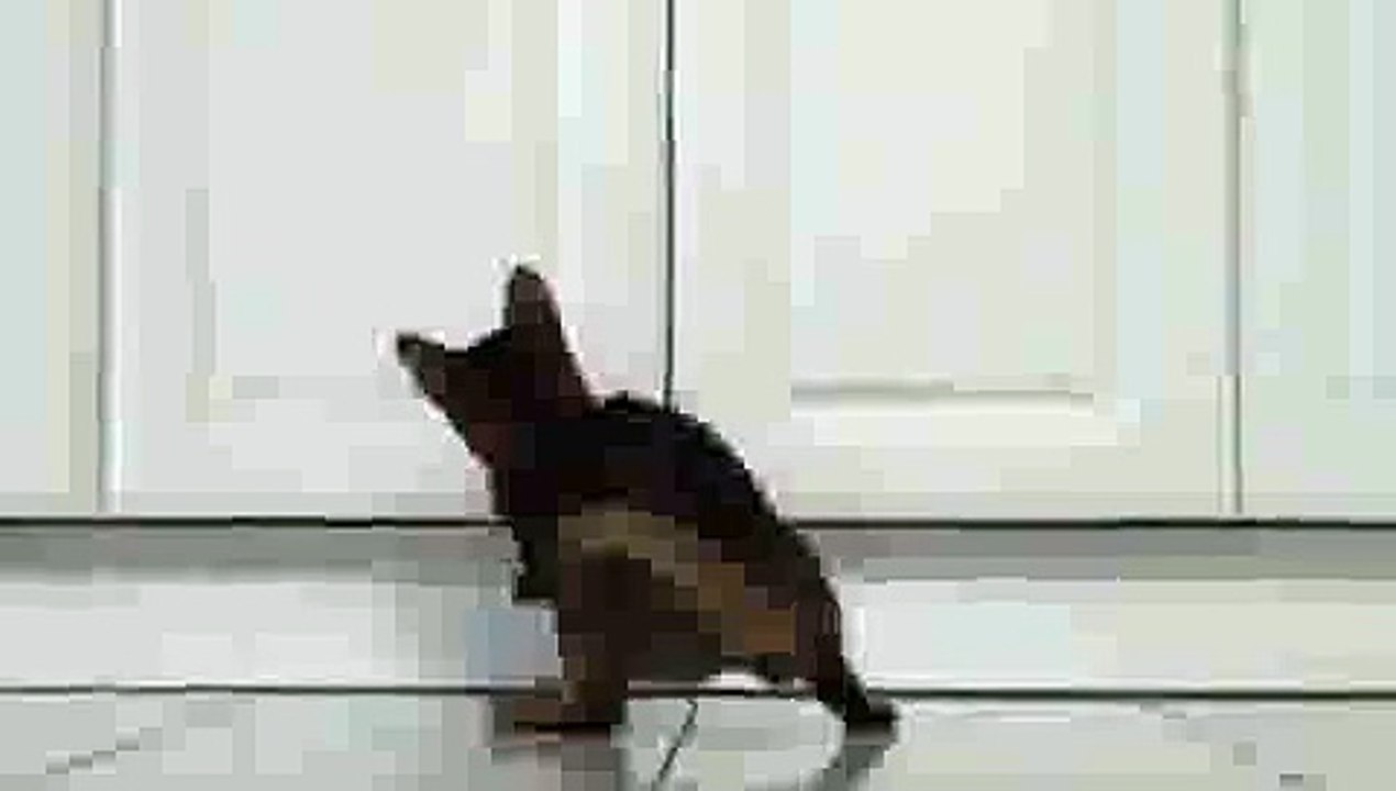 Kitten Playing with Laser Pointer
