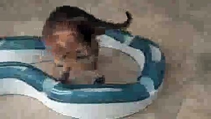 Ruddy Female Kitten Playing(ipad)