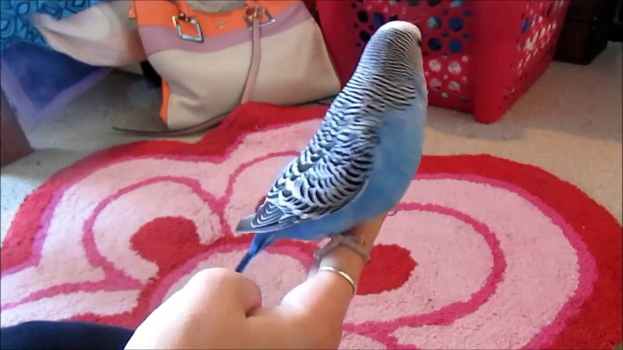 how to clip your budgies wings
