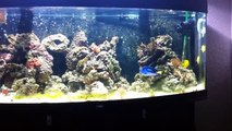 juwel vision 450/sump mini reef