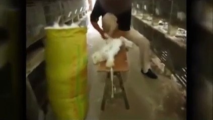 Video choc! diffuso da PeTa conigli scuoiati vivi per produrre angora di qualità superiore!