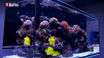 Red Sea REEFER™ - Innovative rahmenlose Riffsysteme für alle anspruchsvollen Aquarianer