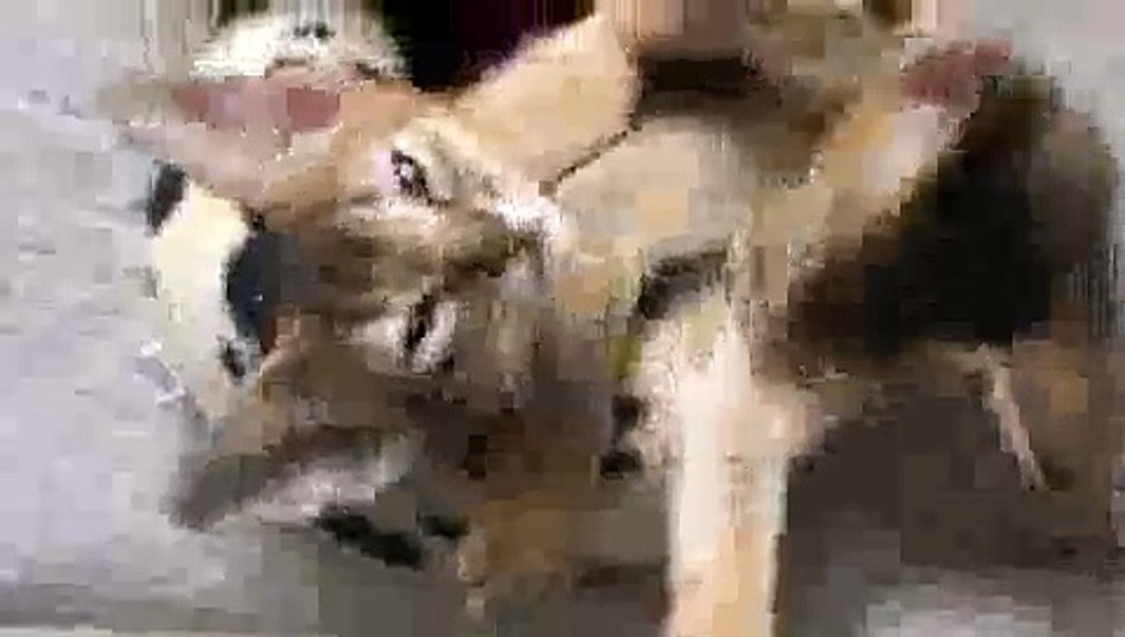 Kittens Hugging - Epic Cuteness!!(ipad)