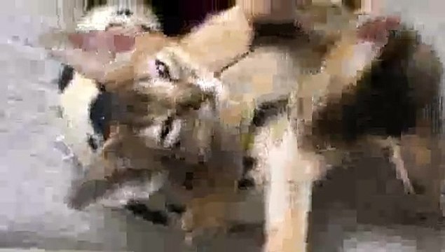 Kittens Hugging - Epic Cuteness!!(ipad)