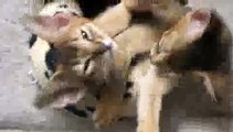 Kittens Hugging - Epic Cuteness!!