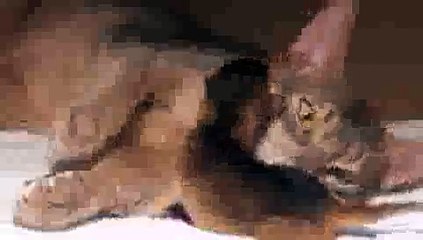 Newborn Kitten's First Bath - Precious Moments!