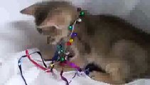 Playful Kitten with Jingle Bells(ipad)