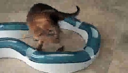 Ruddy Female Kitten Playing