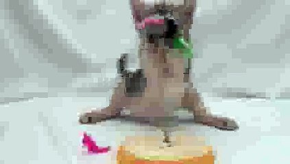Kitten BOP and FLOP