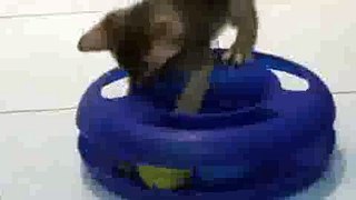 Crazy Kitten Compilation(ipad)