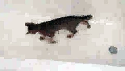 CRAZY Kitty - Marble in Bathtub(ipad)