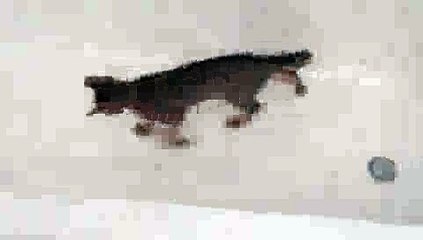 CRAZY Kitty - Marble in Bathtub(ipad)