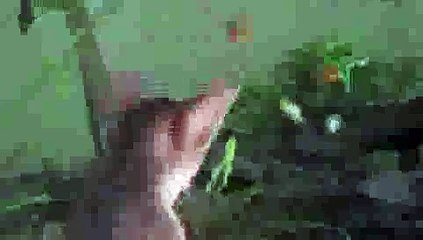 Fish Tease Kitten - Kitten FAIL!(ipad)