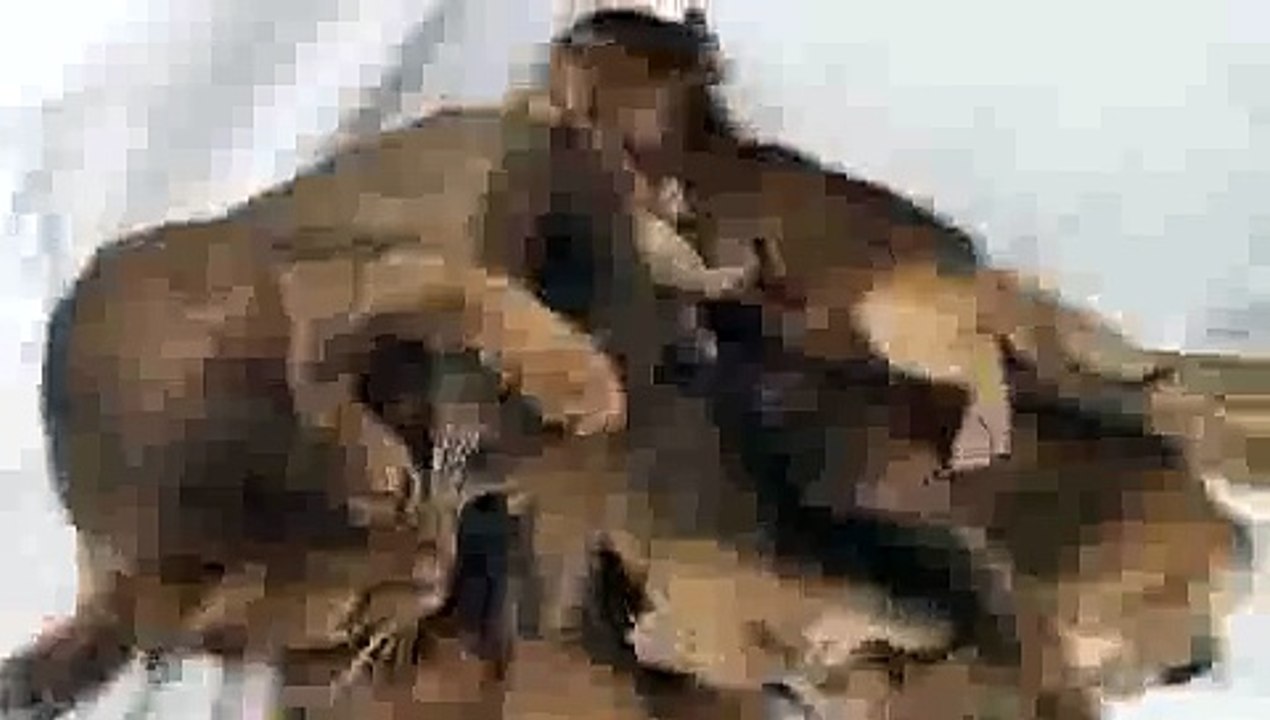 Kitten Dogpile(ipad)