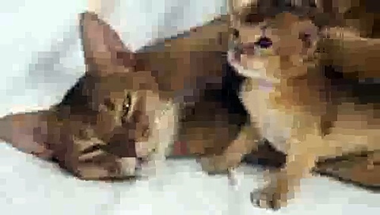Kitten Mother Love(ipad)