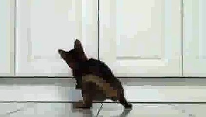 Kitten Playing with Laser Pointer