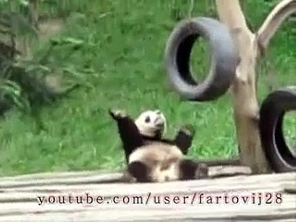Animal dance