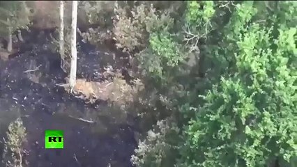 News Updates Today Hundreds of firemen try to smother burning pine forests in France