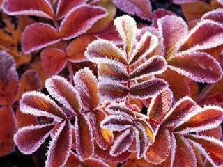 Searching For A Rainbow by Marshall Tucker Band