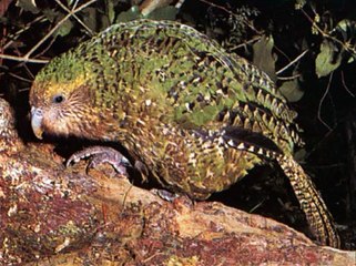 El Kakapo