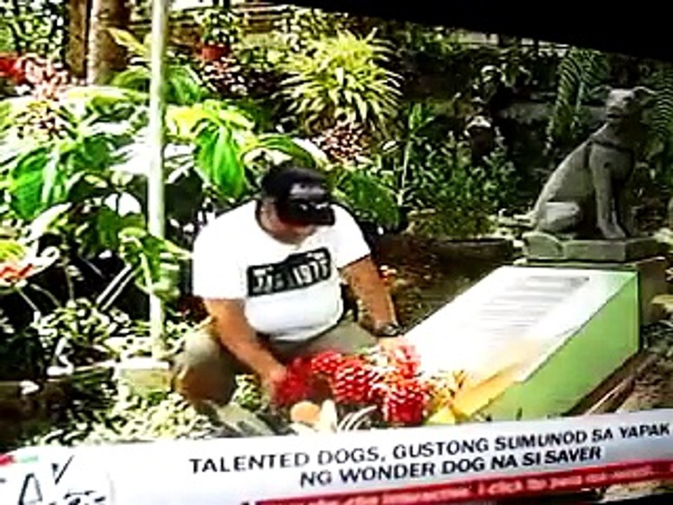 ANG SUSUNOD NA WONDER DOG - Kwento ni Marc Logan