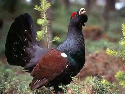 Os Urogalos que habitam a Europa Ocidental e a Escandinávia. Urogallus