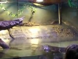Alligator Feeding, Tarpon Springs Aquarium