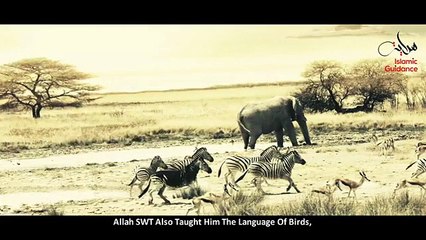 Prophet Solomon [Sulaiman] (A.S.)