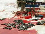 Uccisione foche
