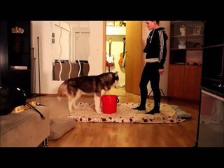 Siberian Husky Training using clicker