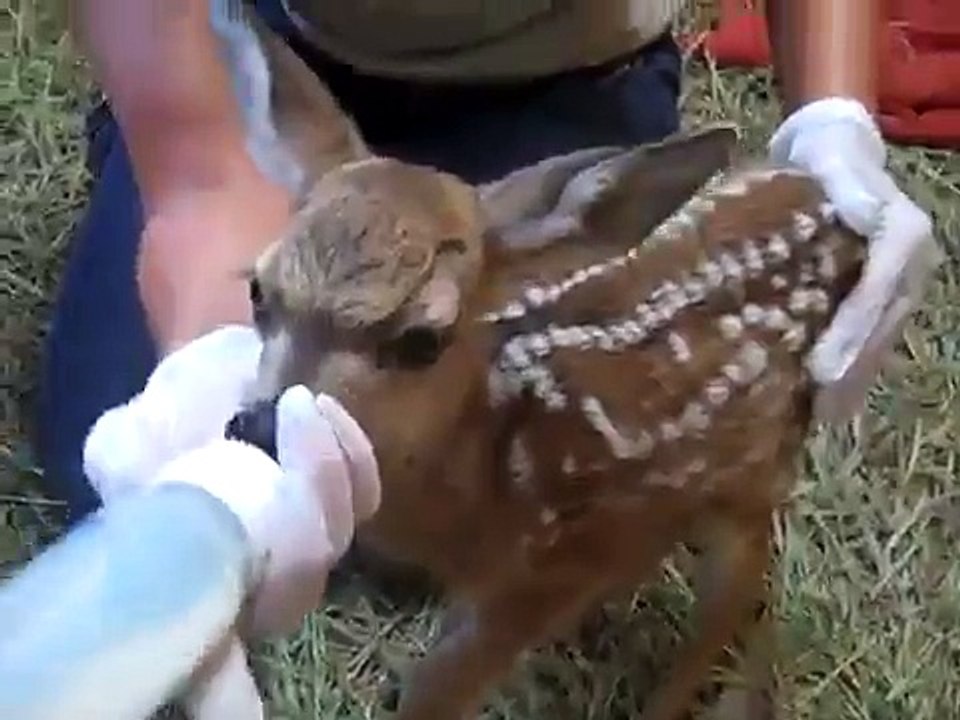 Mule deer fawn at Heritage Park Zoological Sanctuary in Prescott, Arizona
