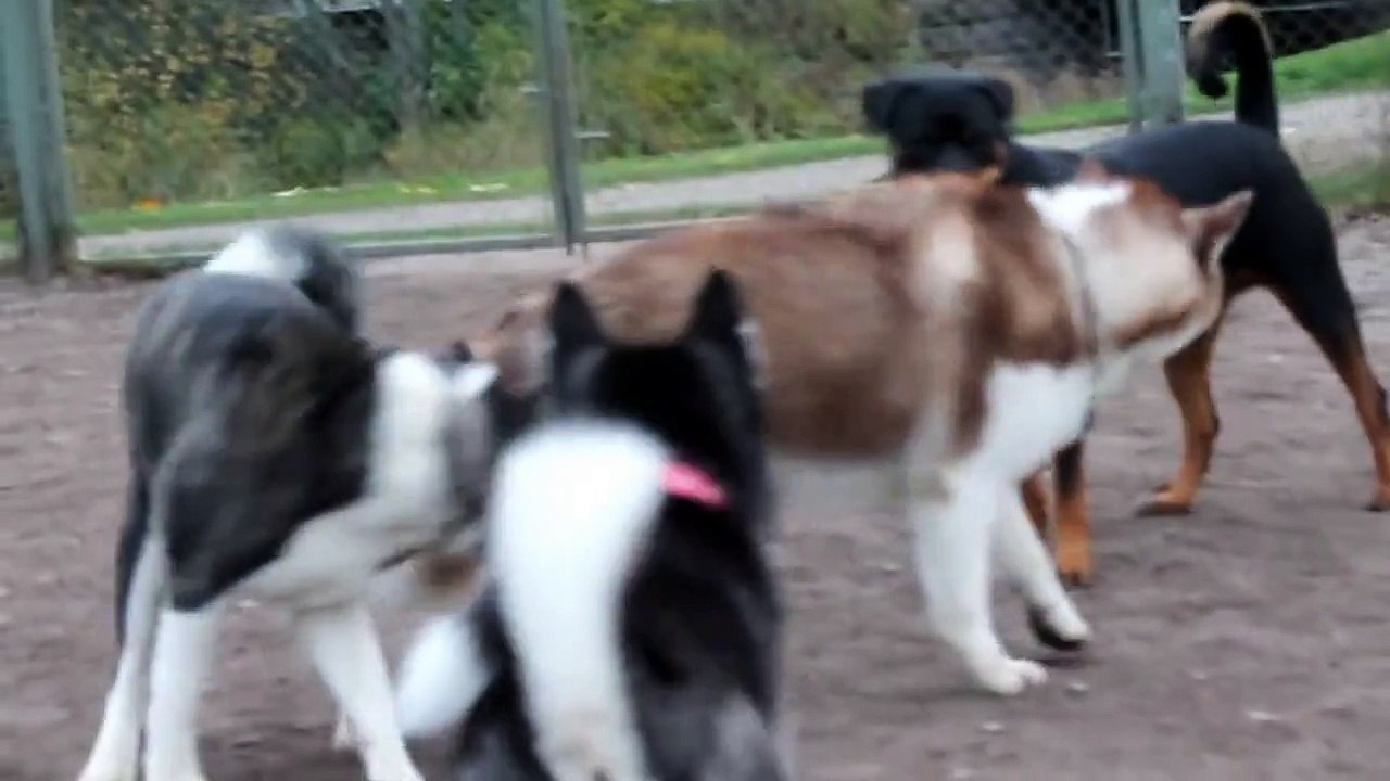 Akita Inu !! American Akita