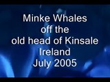 Minke Whales Ireland Kinsale Co Cork
