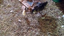 Duck Mother Adopts Baby Chickens