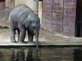 Baby Elephant Blowing Bubbles