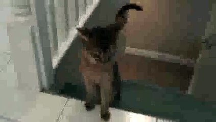 Aby Kitten Fetching a Marble UP and DOWN Stairs!!