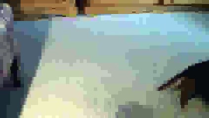 Kitty Playing with Shadow(ipad)