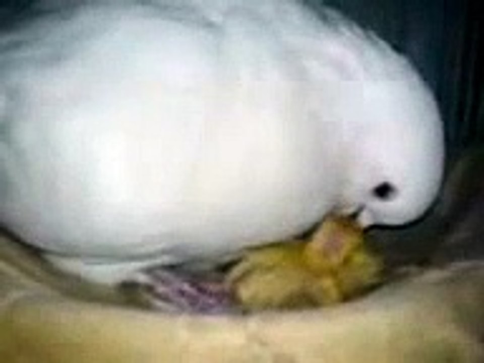 white king modena pigeon