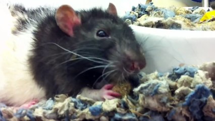 CUTEST RAT EATING NUM NOM!