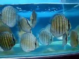 Wild Caught Curua Royal Discus Fish