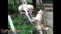 Funny Cats | Funny Vines Cats | Cool Cute Funny Cats Videos #5