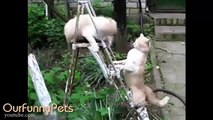 Funny Cats | Funny Vines Cats | Cool Cute Funny Cats Videos #5