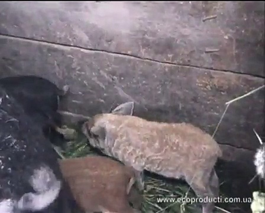Свинья пуховая мангалица и ее поросята