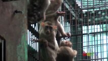 돼지꼬리 원숭이 ( Pig-Tailed Macaque )
