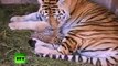 ¿Tigres siberianos o de Bengala?: nacen tres cachorros mestizos en un zoo de México