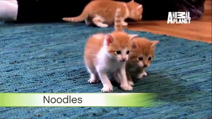 KitY안산출장안마 ⅡOIO-2156-4195 기분좋아져쓰~ 오산출장안마, 안산출장마사지 WEST 안산출장안마