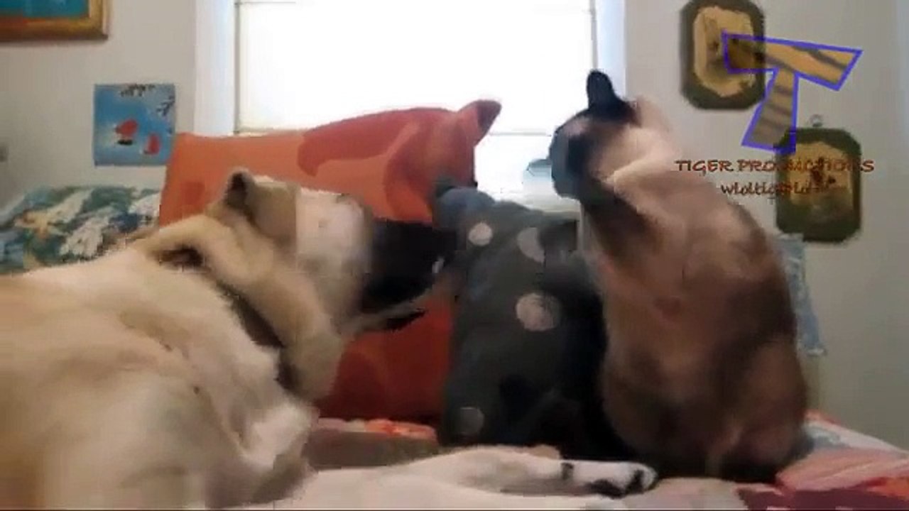 Funny Cat Dog