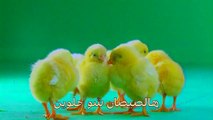 اغنية اطفال هالصيصان Teach Kids Arabic - Arabic Song These Chicks